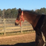 AMOUS - Out of Only The Blue Will Do (Owned by Marlee Canfield)